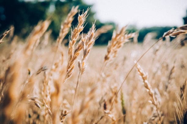 From Field To Market