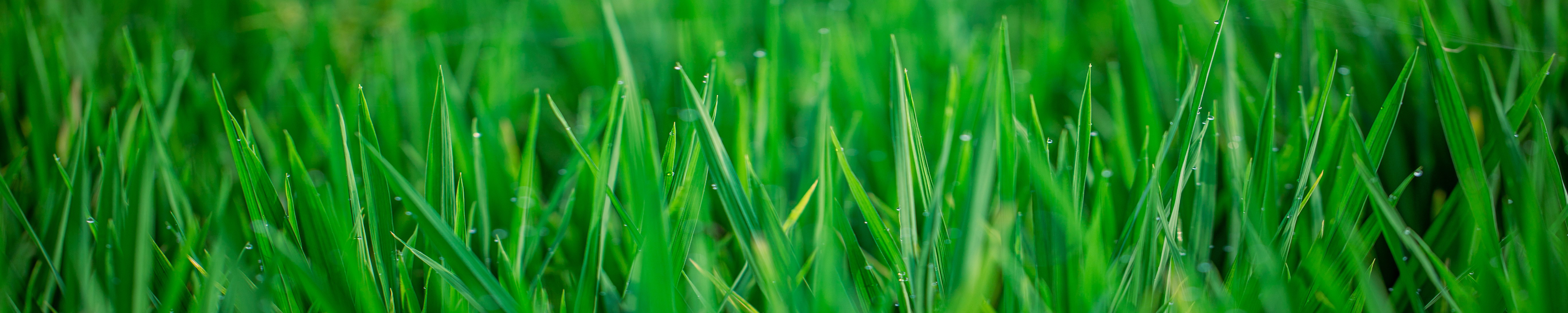 Quality Seeds & Planting Solutions