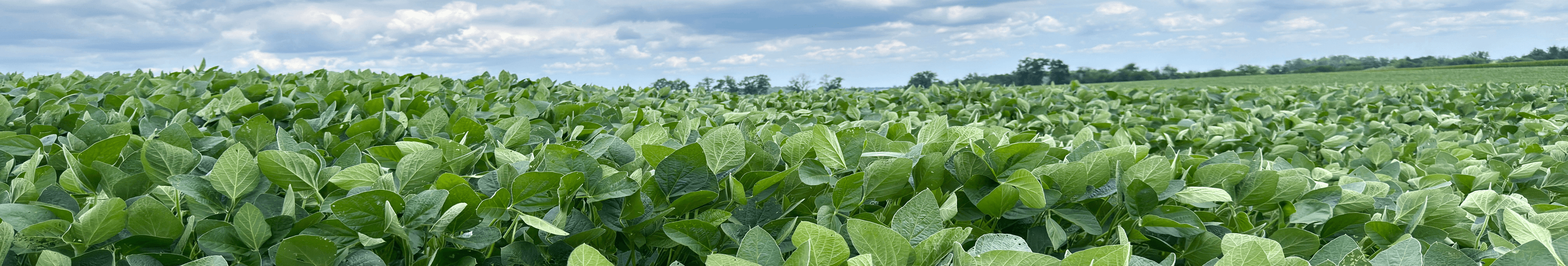 Crop Protection Solutions