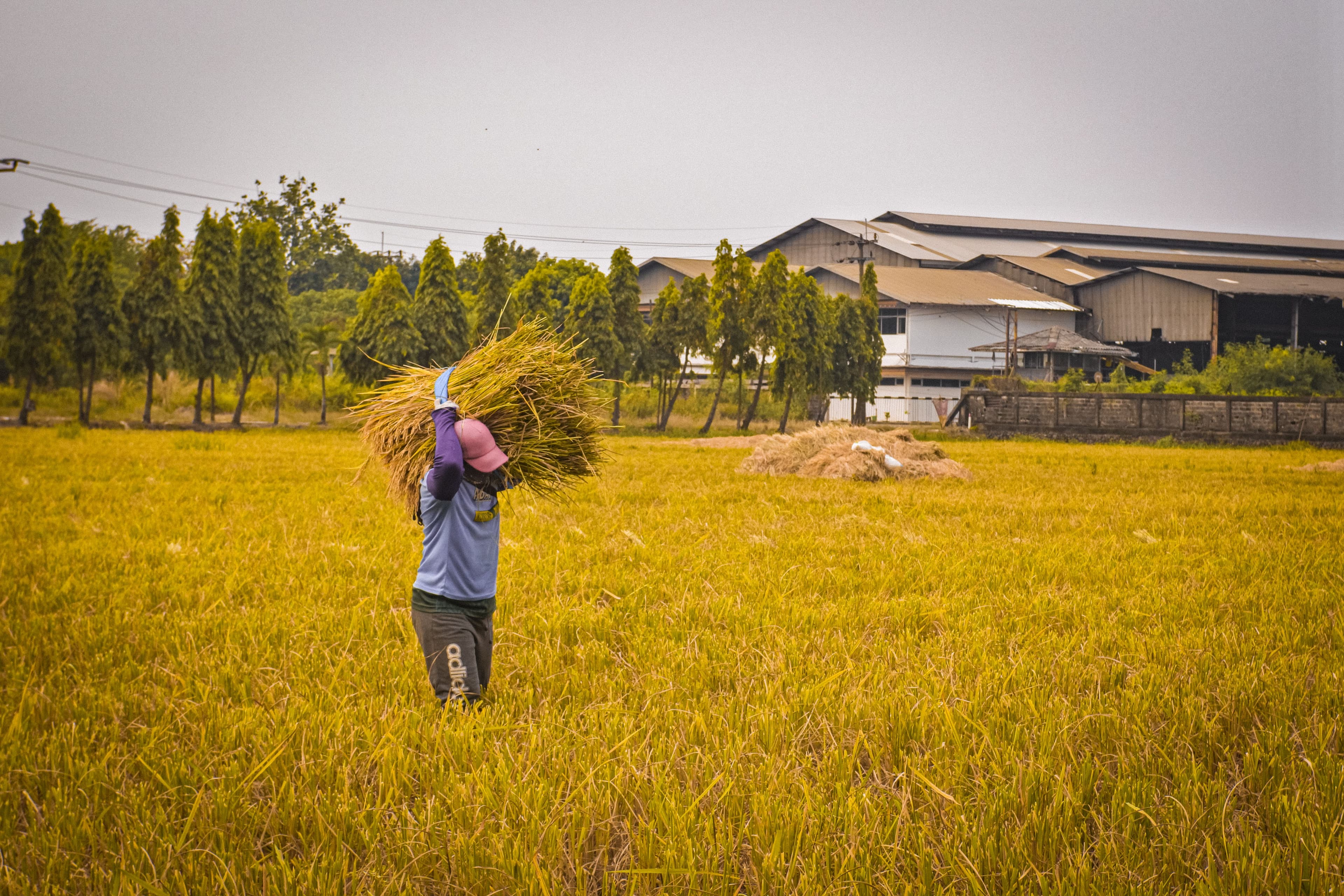 Shellbee field team working with a farmer in the field